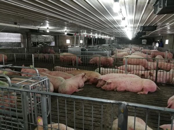 湖北3000頭母豬自繁育廠(chǎng)小群養(yǎng)電子飼喂站安裝案例