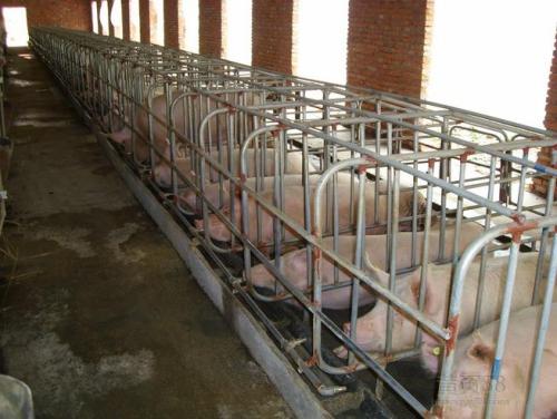 母豬定位飼喂技術(shù)的革新，不了解一下？
