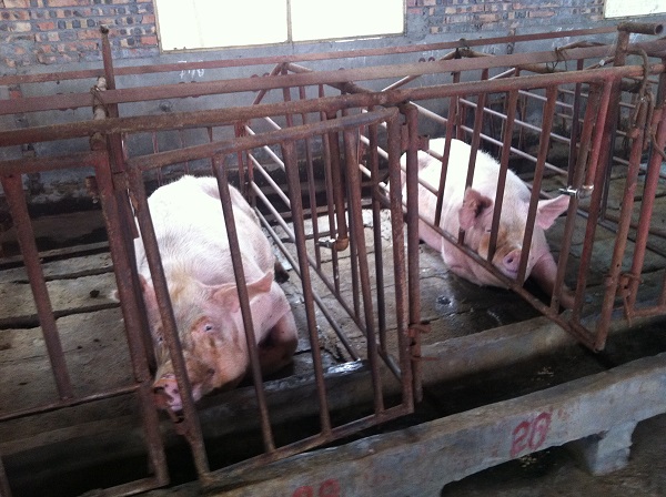 母豬電子飼喂站