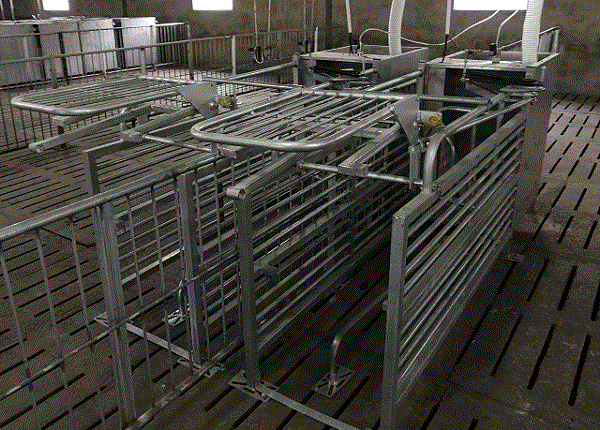 四川母豬電子飼喂站