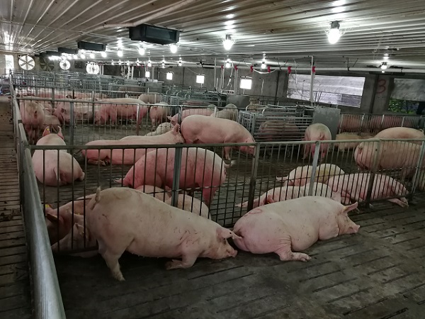 四川母豬電子飼喂站價(jià)格