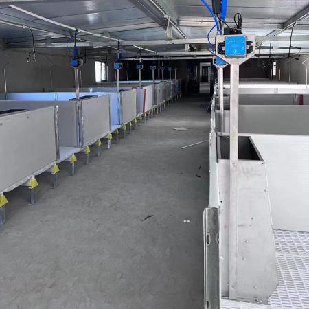 保育、育肥小群體粥料智能飼喂機(jī)（雙面）